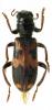 Neorthrius elegantulus